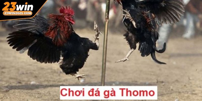 da-ga-thomo-phan-loai